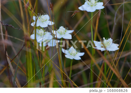 ニシキギ科ウメバチソウの白い花 108008626