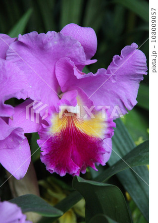 ランの花 108009057