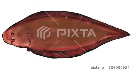 舌平目のイラスト素材 [108009624] - PIXTA