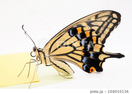 白バックで黄色と緑色の和紙の上に乗る横を向いた美しいナミアゲハ蝶 白バックで黄色と緑色の和紙の上に乗る横を向いた美しいナミアゲハ蝶 108010136