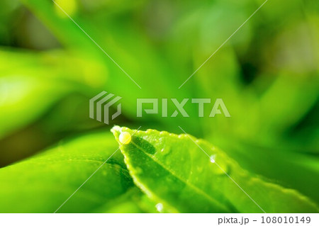 屋外の朝露に濡れた果樹、レモンの緑の葉の先端に産み付けられたナミアゲハ蝶のまん丸い黄色い卵 108010149