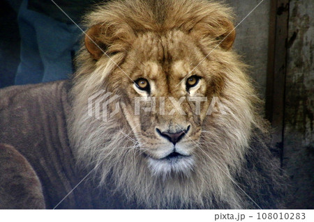 ライオン・旭山動物園（北海道・旭川市） 108010283