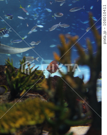 水槽の中を泳ぐ魚 水槽の中を泳ぐ魚 108010411