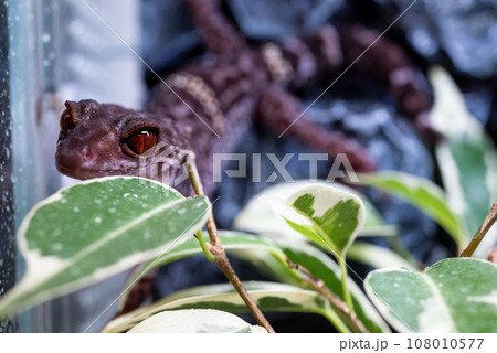 ハイナントカゲモドキ 108010577