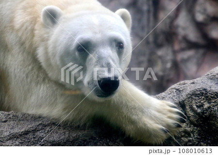 ホッキョクグマ・旭山動物園（北海道・旭川市） 108010613