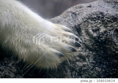 ホッキョクグマ・旭山動物園(北海道・旭川市) ホッキョクグマ・旭山動物園(北海道・旭川市) 108010614