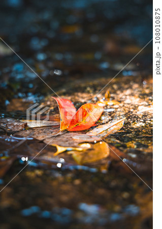 水辺の落ち葉 水辺の落ち葉 108010875