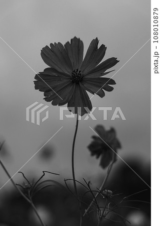 コスモスの花のモノクロ写真 コスモスの花のモノクロ写真 108010879