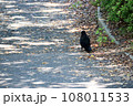 後ろ向きのカラス1 108011533