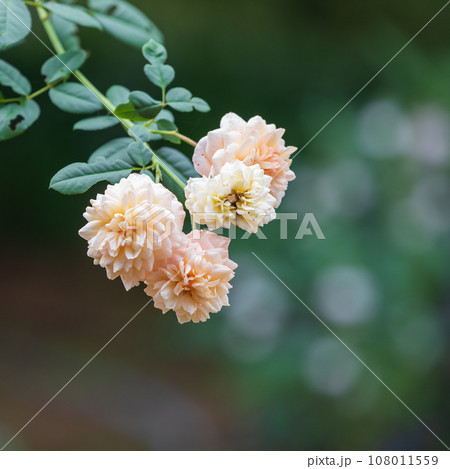 Apricot colored buff beauty roses. Rosa 'Buff Beauty' 108011559