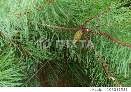 Pine cones of pine trees. coniferous plant, Pinus Densiflora 108011581