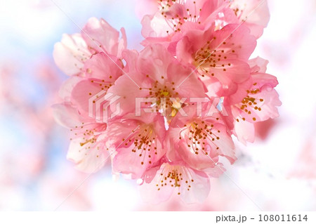 河津桜　ピンク色の桜の花　伊豆の国市　狩野川沿い　クローズアップ 108011614