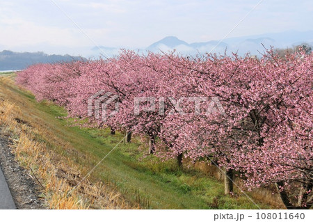 かんなみの桜 河津桜 柿沢川沿い 畑毛温泉付近 かんなみの桜 河津桜 柿沢川沿い 畑毛温泉付近 108011640