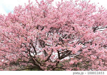 満開の河津桜を見上げる　南伊豆　下賀茂温泉付近 108011653