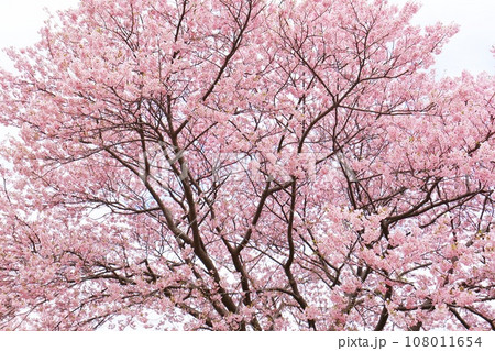 満開の河津桜を見上げる 南伊豆 下賀茂温泉付近 満開の河津桜を見上げる 南伊豆 下賀茂温泉付近 108011654