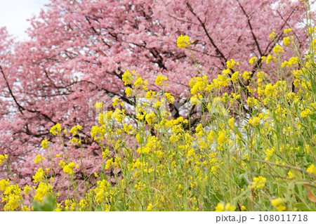 河津桜満開 南伊豆 青野川沿い 下賀茂温泉付近 河津桜満開 南伊豆 青野川沿い 下賀茂温泉付近 108011718