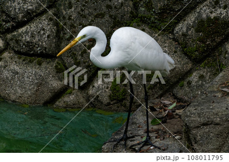 獲物を狙う水辺のサギ科ダイサギ 108011795