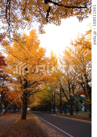 紅葉した北大の銀杏並木 108011801