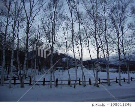 十勝清水町冬の光景白樺 108011846