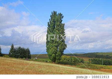 ケンとメリーの木（北海道・上川郡美瑛町） 108011913