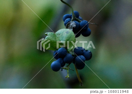 有毒植物ツヅラフジ科アオツヅラフジの果実 有毒植物ツヅラフジ科アオツヅラフジの果実 108011948