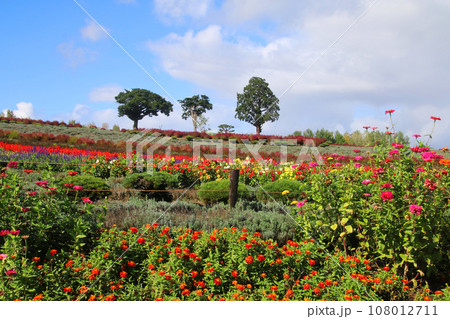 ぜるぶの丘（北海道・上川郡美瑛町） 108012711