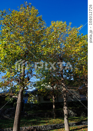 色づき始めたプラタナスの並木　奈良市　市街地住宅街の遊歩道にて➂ 108012726