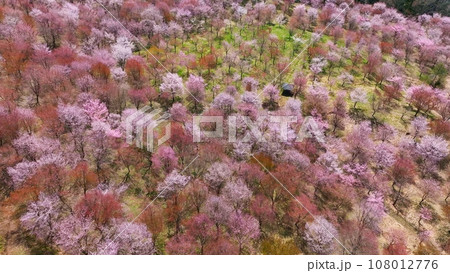 桜の咲く庭園の絶景　空撮 108012776