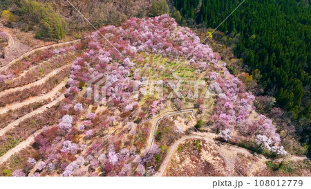 桜の咲く庭園の絶景 空撮 桜の咲く庭園の絶景 空撮 108012779