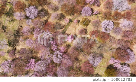 桜の咲く庭園の絶景 空撮 桜の咲く庭園の絶景 空撮 108012782