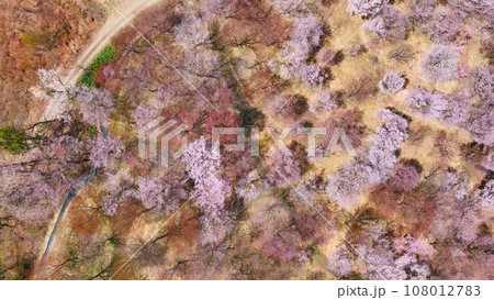 桜の咲く庭園の絶景 空撮 桜の咲く庭園の絶景 空撮 108012783