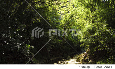 三浦半島の最後の清流（前田川渓谷） 108012884