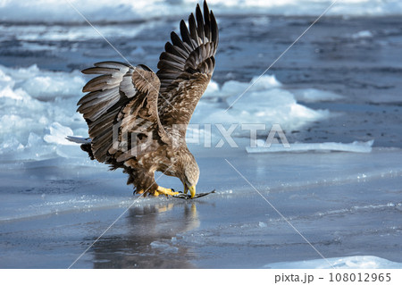 魚を捕まえたオジロワシ、捕食中 108012965