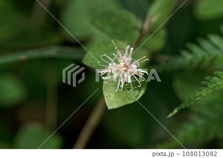 キク科コオヤボウキ属コウヤボウキの花 キク科コオヤボウキ属コウヤボウキの花 108013082