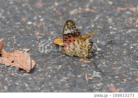 タテハチョウ科ツマグロヒョウモンの交尾行動 108013273