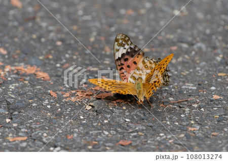 タテハチョウ科ツマグロヒョウモンの交尾行動 108013274