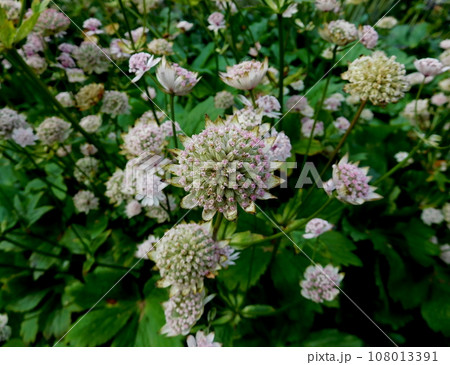 アイスランド 夏 アークレイリ 植物園 Astrantia major アイスランド 夏 アークレイリ 植物園 Astrantia major 108013391