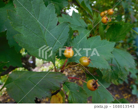 アイスランド　夏　アークレイリ　植物園　Crataegus sanguinea 108013543