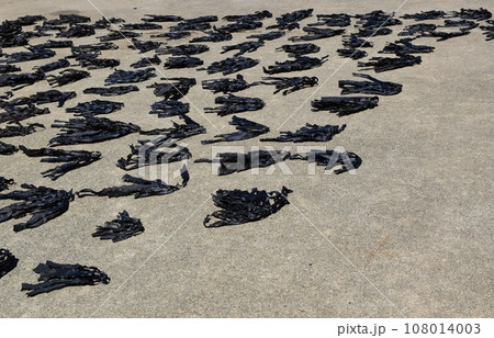 神島の昆布干し　三重 108014003