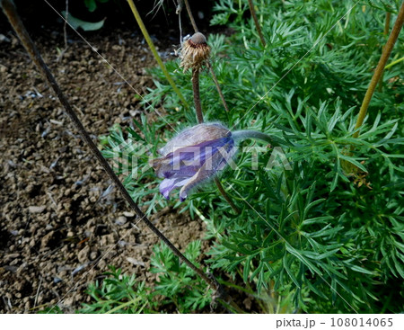 アイスランド 夏 アークレイリ 植物園 pulsatilla albana アイスランド 夏 アークレイリ 植物園 pulsatilla albana 108014065