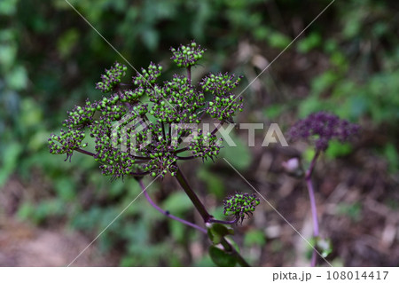 秋の山野で咲くノダケ 秋の山野で咲くノダケ 108014417