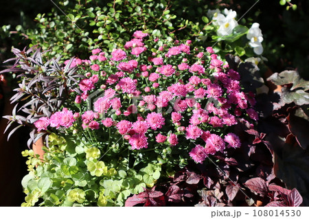 ピンク色のマムの花寄せ植え ピンク色のマムの花寄せ植え 108014530