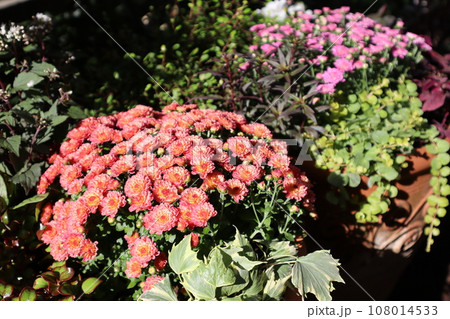 秋の花マムの寄せ植え&寄せ鉢 秋の花マムの寄せ植え&寄せ鉢 108014533