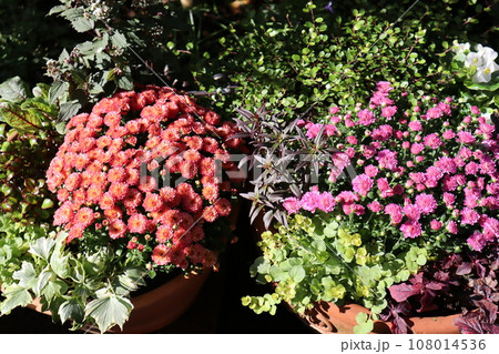 秋の花マムの寄せ植え＆寄せ鉢 108014536