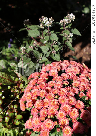 秋の花マムの寄せ植え 108014537