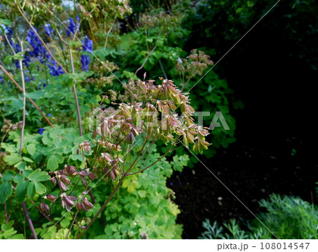 アイスランド 夏 アークレイリ 植物園 thalictrum aquilegiifolium アイスランド 夏 アークレイリ 植物園 thalictrum aquilegiifolium 108014547