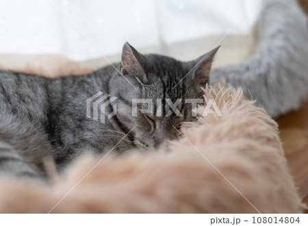 眠る猫　サバトラ猫 108014804