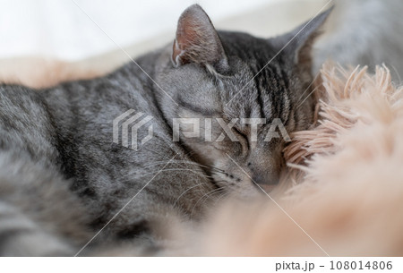 眠る猫　サバトラ猫 108014806