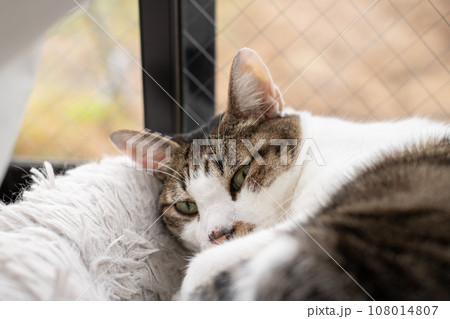 窓辺でくつろぐ猫　キジトラ白 108014807
