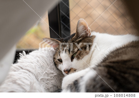 窓辺でくつろぐ猫　キジトラ白 108014808